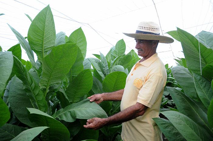 Avec fierté, Pancho Lazo montre les feuilles de tabac fines et vigoureuses, prêtes pour la récolte. Les plantes sont plus hautes que ce paysan, qui a consacré plus de deux décennies à la culture du tabac.
