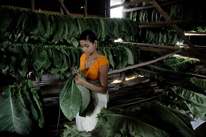 L'une des premières actions à effectuer est l’enfilage; les enfileuses, munies de grandes aiguilles, relient les feuilles par paire et les placent sur de longues bâtons de bois d'environ 4 ou 5 mètres de long, appelés « cujes », qui sont placés sur des poutres horizontales appelées « barrederas ».