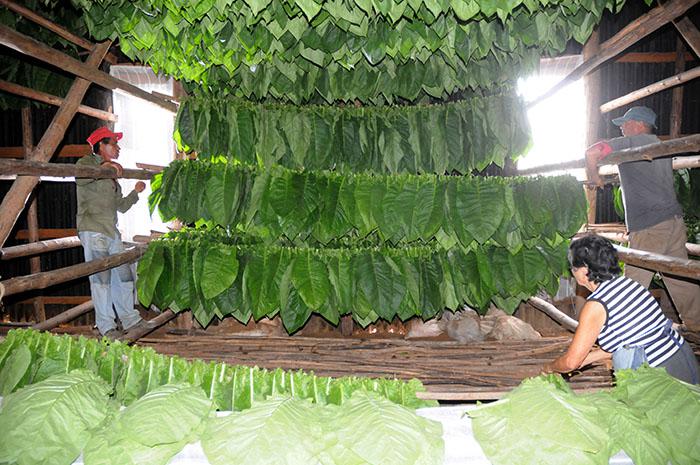 Rien n’est laissé au hasard dans la « maison du tabac » de Pacho Villa. Les travailleurs doivent surveiller l'humidité, la température et les précipitations. Ils ouvrent ou ferment les portes en fonction de ces facteurs.