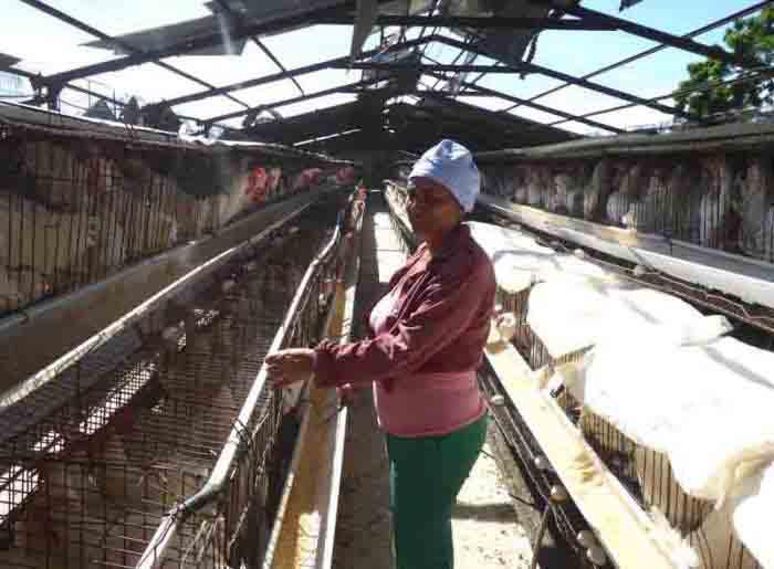 Malgré les dégâts, le travail n’a pas été interrompu dans ce bâtiment d’élevage avicole de la province de Camagüey, dont la toiture a été emportée.