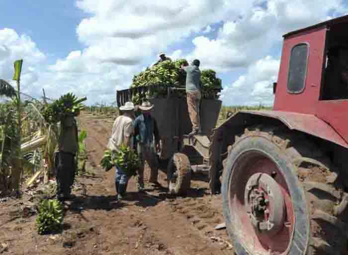 Rien n’est perdu, tout est mis à profit dans les champs de Camagüey.