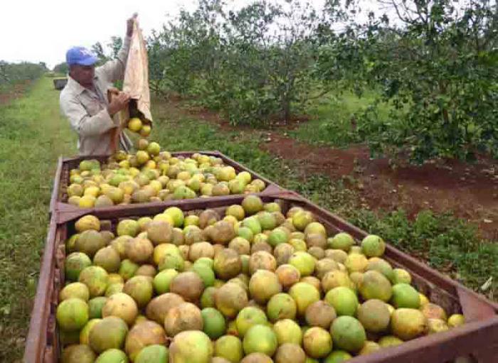 Une bonne partie des agrumes tombés au sol à Sierra de Cubitas a été envoyée dans les usines de traitement ou à d’autres structures locales pour leur commercialisation.